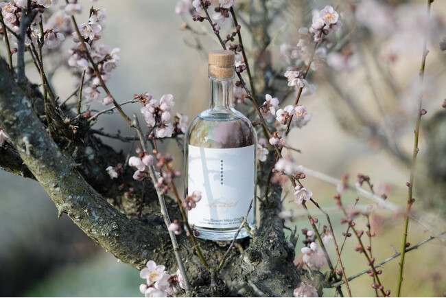 【新商品】福島から届く春の香り。希少な「梅の花」をボタニカルに使用したクラフトジン「naturadistill 梅花蜜柑蒸溜酒」が4/15(水)に数量限定発売！