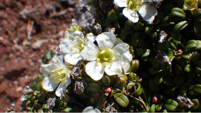【国立科学博物館】ごくわずかな量の高山植物の花サンプルから新たに開発した手法により多様なフェノール化合物の構造決定に成功