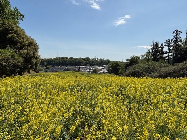 【東京都町田市】七国山の春の風物詩！菜の花が見頃を迎えます
