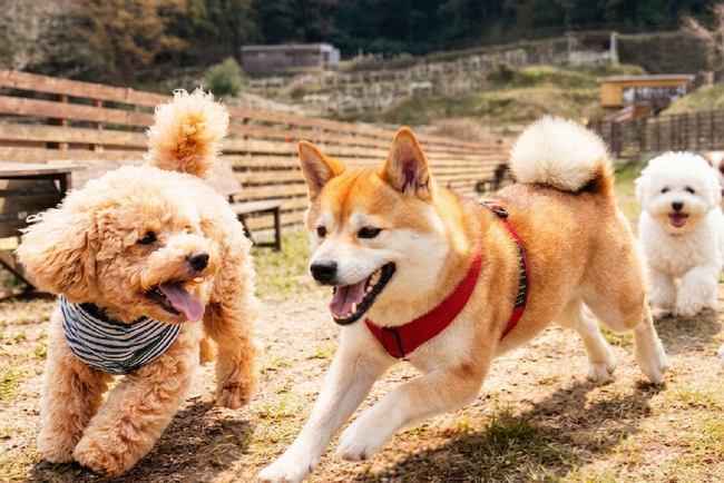 【奈良・生駒】4月4日（土）】あの人気スポットがさらに進化愛犬と過ごせるドッグランが新登場