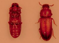【玉川大学農学部】“動かない”進化の代償？ ～死んだふりをする甲虫が示すパーキンソン病との共通点～ 佐々木謙教授による岡山大学・東京情報大学・東京農業大学との共同研究の成果