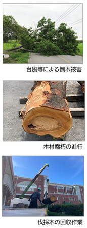 切られた木は、終わらない。「伐採木」活用で、大切な記憶を未来の笑顔に変えます。