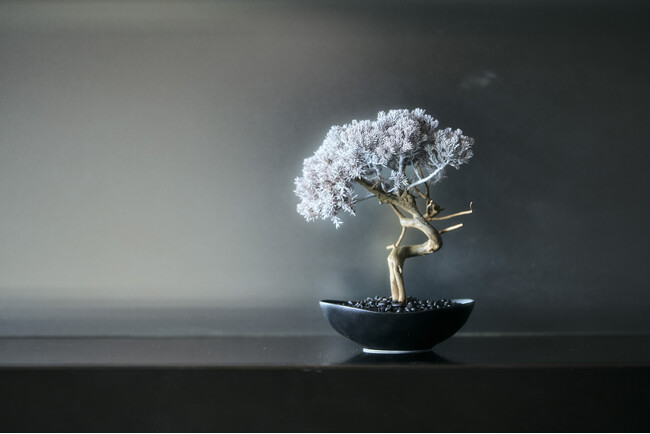 パークホテル東京 再生盆栽アート「WITHERS TAIZAN BONSAI」設置のお知らせ
