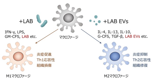 乳酸菌エクソソーム（細胞外小胞；EVs）による画期的な疾患治療薬創製へ。LABバイオテックが新規眼科疾患治療薬創製に向けた共同研究を開始。