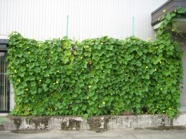 天然のエアコンとして最適な壁面緑化 天然のエアコンとして最適な壁面緑化