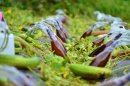 ヘチマ化粧水も自宅で楽しめる ヘチマ化粧水も自宅で楽しめる