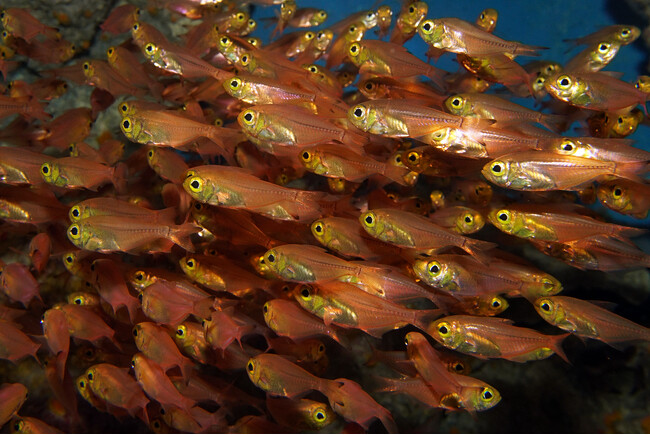 【沖縄美ら海水族館】「盗んだタンパク質」で光る魚　キンメモドキを展示開始