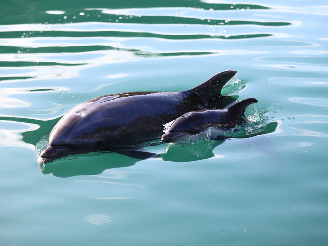 【下田海中水族館】元気に育て！イルカの赤ちゃん！！ ～イルカの赤ちゃんが誕生しました～