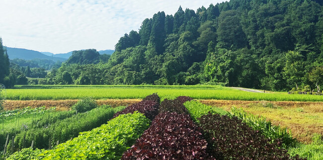 【黒部・宇奈月温泉 やまのは】富山県産の紫蘇を使用したフレグランスで四季折々の香りを楽しむ空間演出を展開