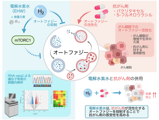 電解水素水が抗がん剤感受性を高める可能性を細胞実験で示唆