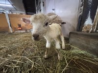 東武動物公園に新しい仲間が加わりました。
ヒツジの赤ちゃんが誕生しました。