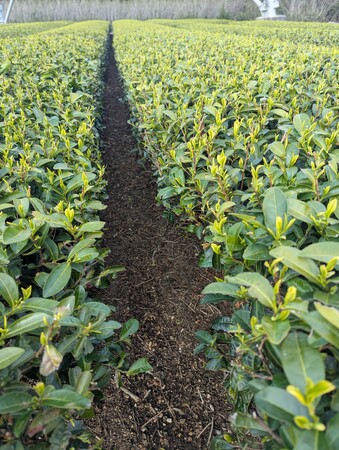 日本一早い露地もの新茶のお茶摘み体験