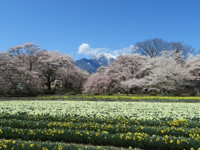 八ヶ岳南麓・北杜市で春の絶景へ――桜の開花情報を随時発信