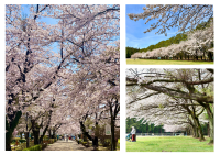 【満開速報】約300m「桜のトンネル」が今週見頃！ 那須千本松牧場で「桜×どうぶつ×食×音楽」のお花見イベント