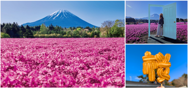 富士山麓をピンクに染める絶景花イベント「2026富士芝桜まつり」4/11(土)開幕