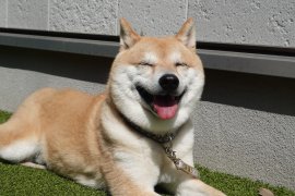 施設の看板犬、豆柴のフクです♪