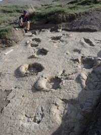 1億2千万年前、北東アジアで最古の恐竜足跡群を発見！当時の大型恐竜生息域がモンゴル北部へ広がっていたことを証明
