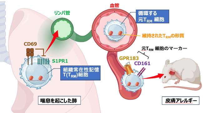組織常在性T細胞が“炎症記憶”を保持し全身へ波及 ～全身に連鎖するアレルギー疾患の新たな治療法開発に光～