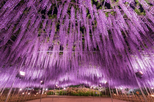 350本以上の藤の花と、5000株以上のツツジが咲き誇る『ふじのはな物語～大藤まつり2026～』が2026年4月11日（土）より開幕！