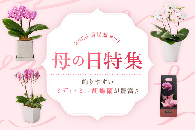 【2026母の日ギフト】飾りやすいミディ・ミニ胡蝶蘭を豊富に販売！｜胡蝶蘭専門サイトフラワースミスギフト
