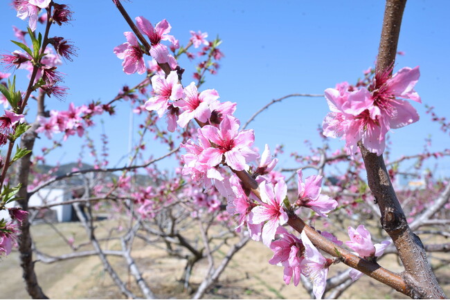 川西特産の早生桃の花 今年も開花 / 兵庫県川西市