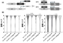 図2 MFN2ノックダウンショウジョウバエにおけるアルギニンの運動機能(A)実験系の模式図。nSyb-GAL4および温度感受性GAL80(GAL80ts)を用いた発現制御系により、成虫期において神経特異的にMFN2相同遺伝子(Marf)をノックダウンした。18℃ではGAL80によりGAL4活性が抑制されるが、29℃へ温度シフトすることでGAL80の抑制が解除され、Marf RNAiの発現が誘導される。 (B)登攀スコアの経時的変化。day3、day11、day17において運動機能(登攀能力)を評価した。day3では有意差を認めなかったが、day11では0.1 mg/mLおよび10 mg/mLのアルギニン投与群で有意な改善を認めた。day17では1 mg/mL群で最も顕著な改善を認めた。データは分布(バイオリンプロット)として示す。＊p＜0.05、＊＊＊p＜0.001、＊＊＊＊p＜0.0001。