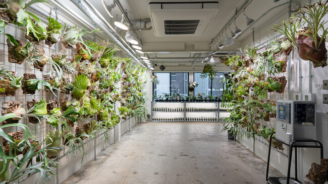 植物愛好家の聖地 「vandaka plants OSAKA」 が大阪・浪速区にオープン