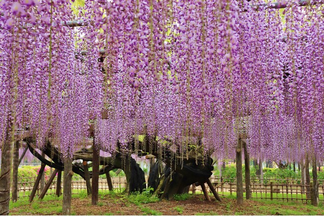【加須市】樹齢450年の歴史が織りなす紫の絶景。「騎西藤まつり」を4月18日より開催！～大藤の香り漂う玉敷公園で、伝統芸能から音楽イベントまで多彩な催しが満載～