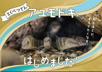 【京都水族館】国の天然記念物を知る期間限定展示
「アユモドキ、はじめました！」4月14日（火）開始