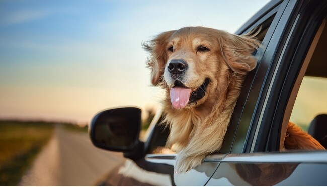 愛犬とのドライブで約7割がヒヤッと経験、車酔い26.50％・乗り出し24.50％に注意｜飼い主200人調査【コノコトトモニ】