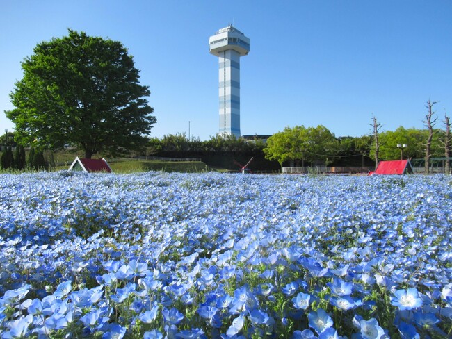 「春の花物語」開催（国営木曽三川公園　木曽三川公園センター）