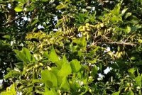 インドネシアで炭鉱跡地を活用したバイオ燃料原料植物ポンガミア試験栽培プロジェクトを開始
～バイオ燃料原料の供給可能性とカーボンクレジット創出を検証～