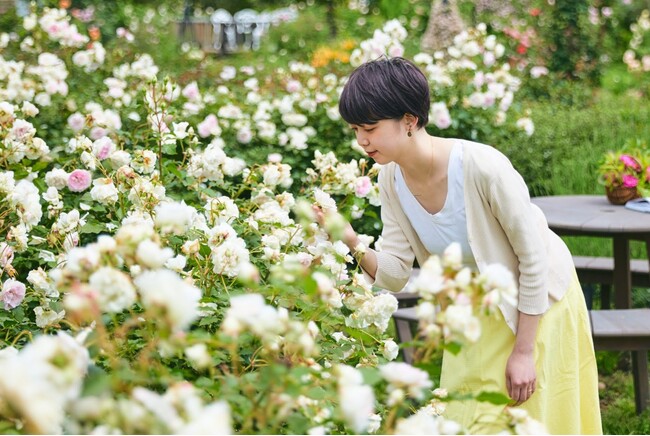 【一年でもっとも園内が華やぐ季節】900品種9,000株の春バラがいっせいに咲き誇る『春バラフェア～バラに囲まれる時間』5月上旬より開催！