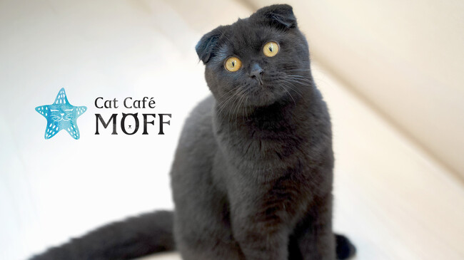 那覇・国際通りに待望のオープン！『Cat Cafe MOFF 沖縄国際通り店』4月23日（木）誕生！！