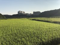 千葉県・ユーカリが丘「子どものことを一番に考えたらユーカリが丘」～昨年310名来場の子育て応援プロジェクト『田植え体験』を5月9日(土)に実施～