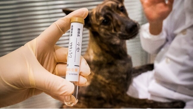 PETcision、犬のがん検査製品「PETcision Guard」を携え、SusHi Tech Tokyo 2026に出展