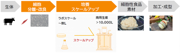 オルガノイドファームが細胞性食品の商用生産に向けて前進