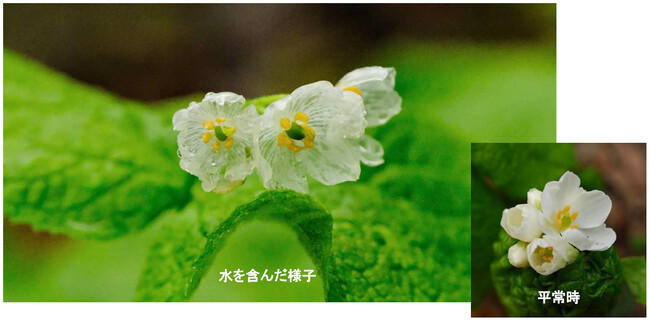 六甲高山植物園 雨に濡れると透ける花　「サンカヨウ」が開花しました！