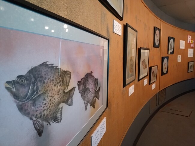 【下田海中水族館】下田海中水族館×薦田泰次郎カラー魚拓『伊豆の彩り魚拓展』2026年4月18日（土）～6月14日（日）
