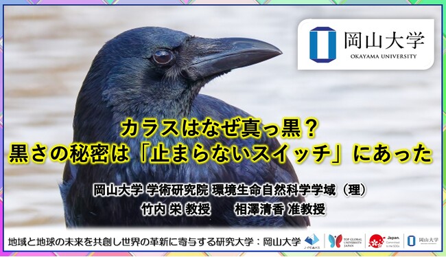【岡山大学】カラスはなぜ真っ黒?―黒さの秘密は「止まらないスイッチ」にあった