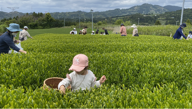 世界農業遺産の畑で新茶摘み体験　製茶工場見学も　掛川市で4月29日（水祝）〔静岡〕