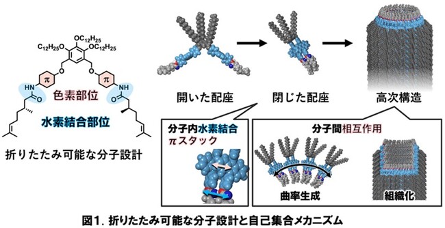 分子の折りたたみが導く多様なメゾスコピック有機素材～立体的に複雑な分子の自己組織化によるチューブ構造構築を実現～