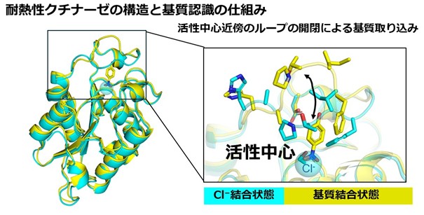 なぜ高温でも機能する？ 高温耐性酵素の作動原理を構造からひもとく ～プラスチックリサイクル技術への応用に期待～