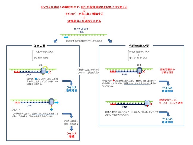 【横浜薬科大学】大類洋教授が創製した新しい仕組みのヒト免疫不全ウイルス感染症治療薬、日本で発売