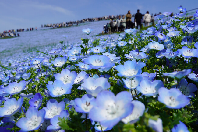 25年目を迎えたネモフィラ、満開に！（国営ひたち海浜公園）