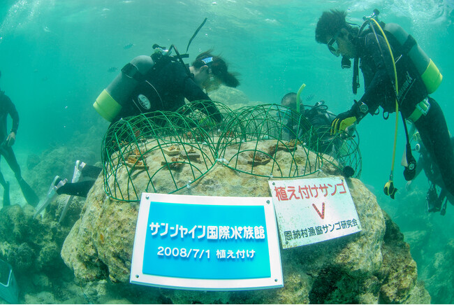 サンシャイン水族館 サンゴプロジェクト20周年の歩み＊4月27日で20周年!!知ってほしい。サンゴ、海、地球のこと