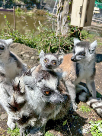 春まっ盛り！ 動物たちはベビーラッシュ！！～インドタテガミヤマアラシ、ワオキツネザル、ショウガラゴ、キンカジュー、プレーリードッグ、エジプトルーセットオオコウモリが誕生～