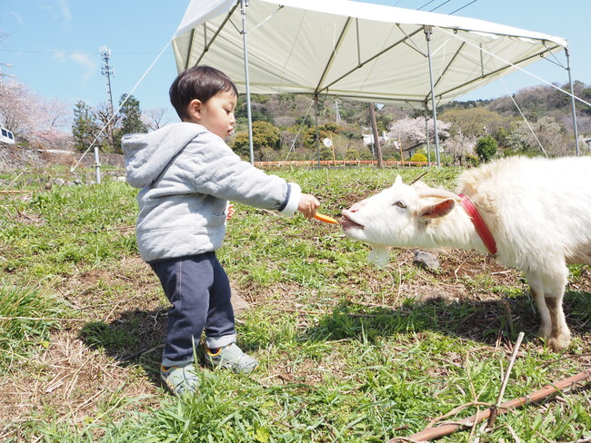 草刈りヤギちゃん・イベント向け「ヤギ貸し出しプラン」の提供を開始