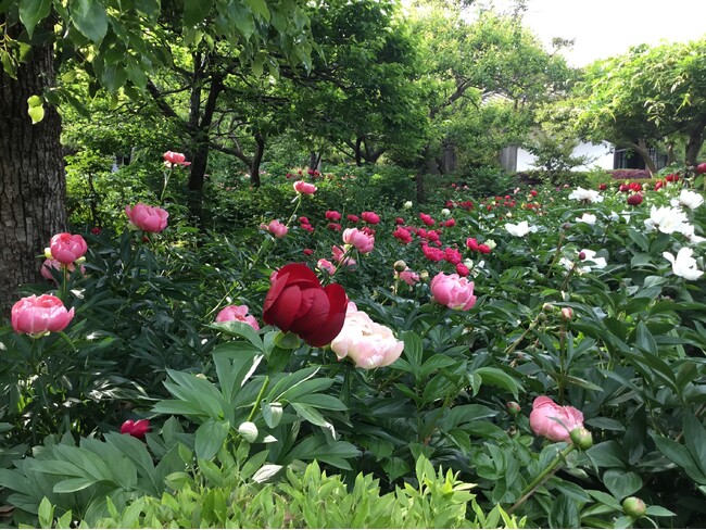 奈良県葛城市「石光寺 染寺」のシャクヤクが、ゴールデンウィーク（4月28日～5月10日）に見頃を迎えます