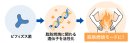 脂肪燃焼に関わる遺伝子を活性化